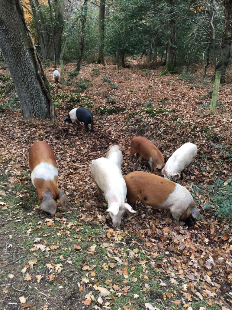 New Forest View Beaulieu Luaran gambar