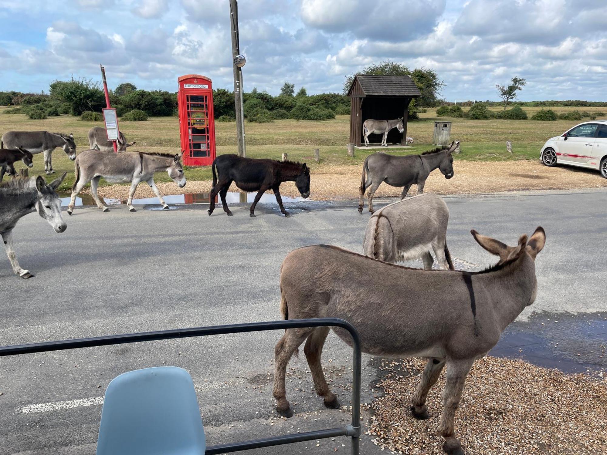 New Forest View Beaulieu Luaran gambar